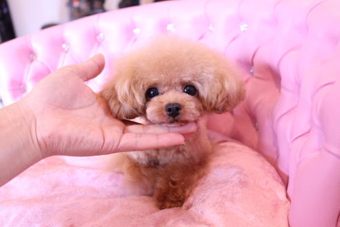 販売中のトイプードルの親犬